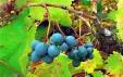 Vins Cotes de Provence Luberon