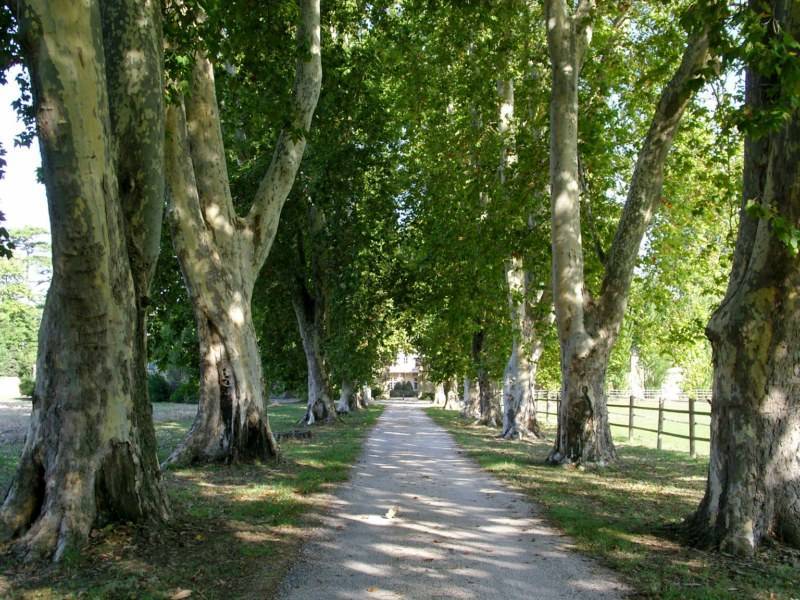 L'allée de platanes permettant d'accéder au Chateau à vendre près d'Avignon