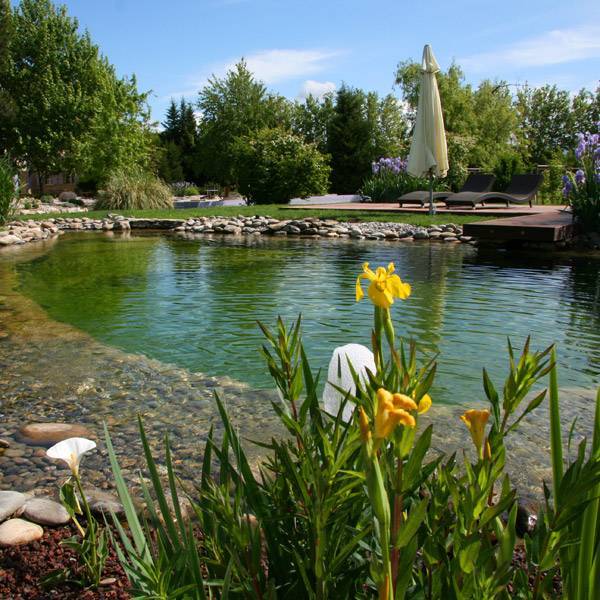 Chambres d’hôtes avec piscine naturelle à vendre près d'Avignon