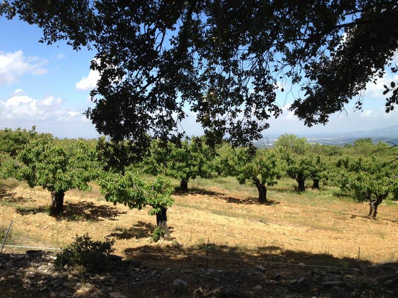 Acheter un domaine avec oliviers, truffiers et cerisiers dans le Luberon