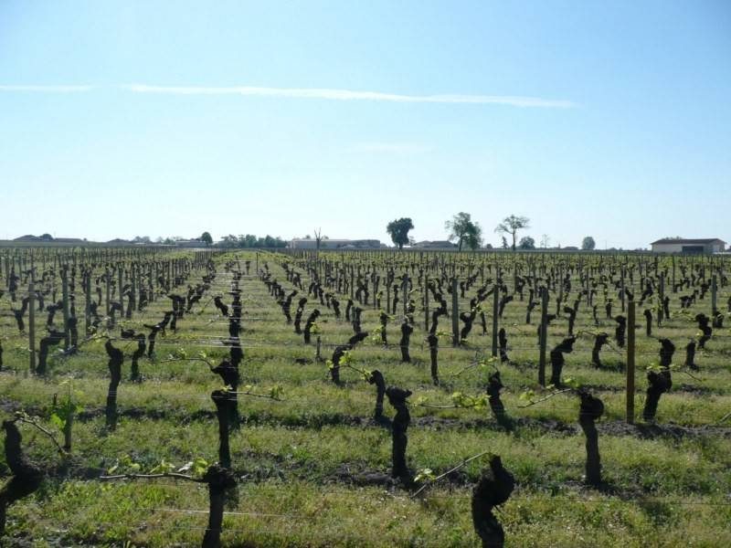 Maison de Maître  à vendre à Pomerol Bordeaux avec une vue sur les vignes