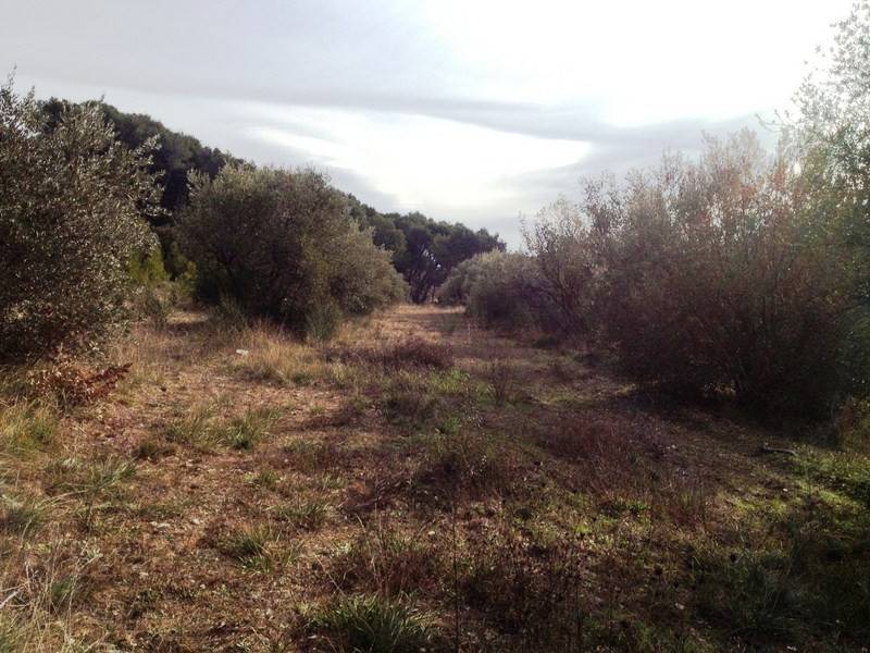 Terrain à bâtir  MERINDOL Lourmarin à 15 minutes Luberon Sud terrain à bâtir planté d'oliviers