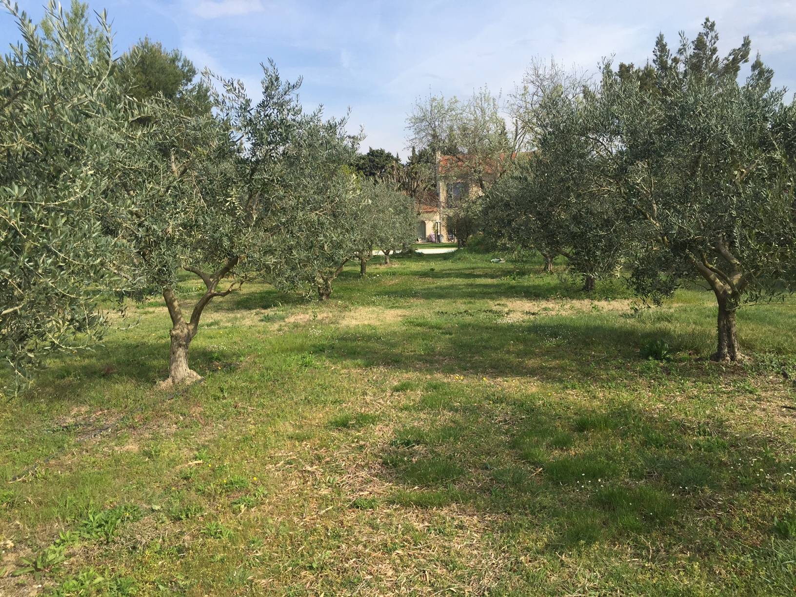 Mas ancien restauré à vendre à Pernes les Fontaines avec son oliveraie