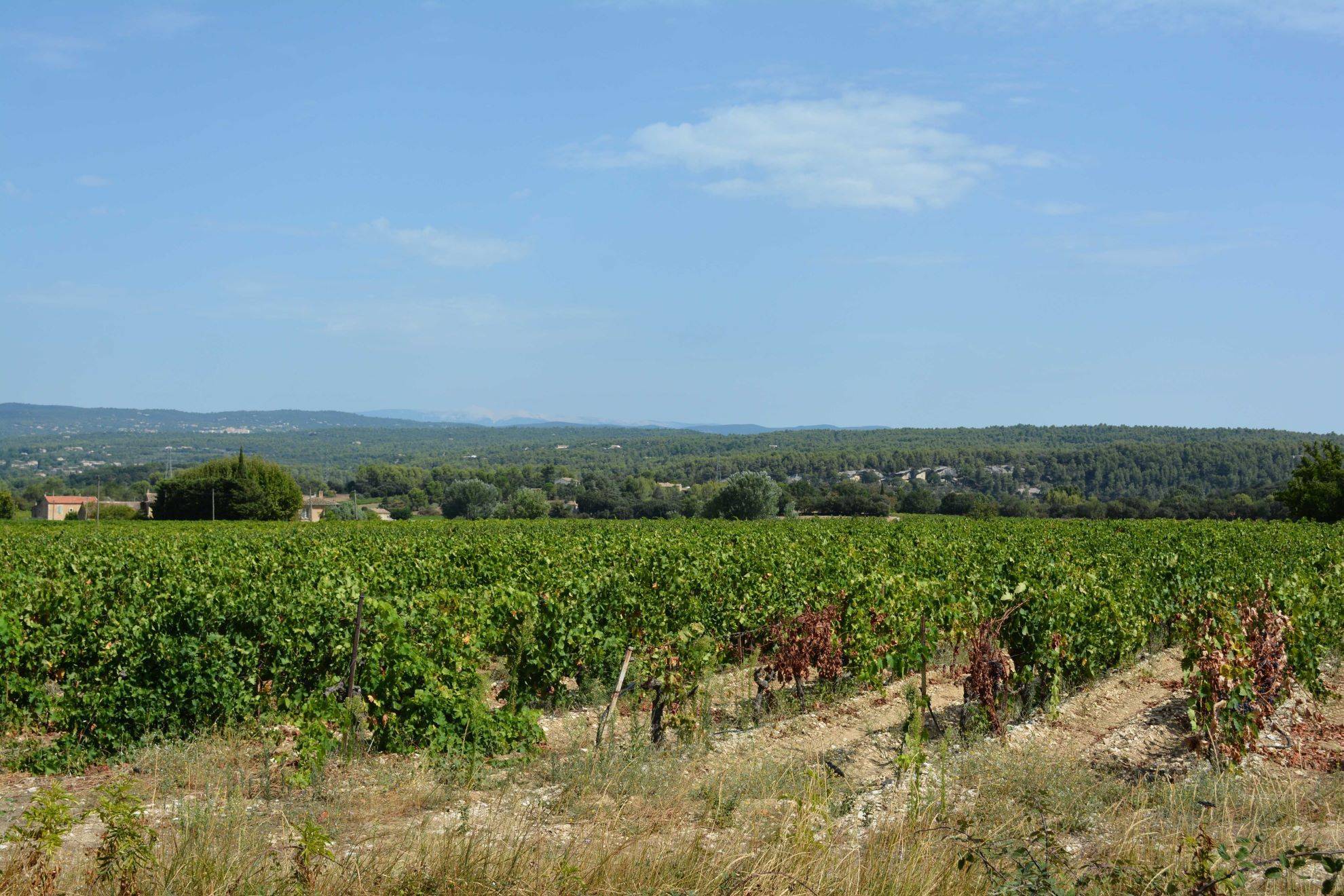 Maison à vendre à Menerbes au milieu des vignes