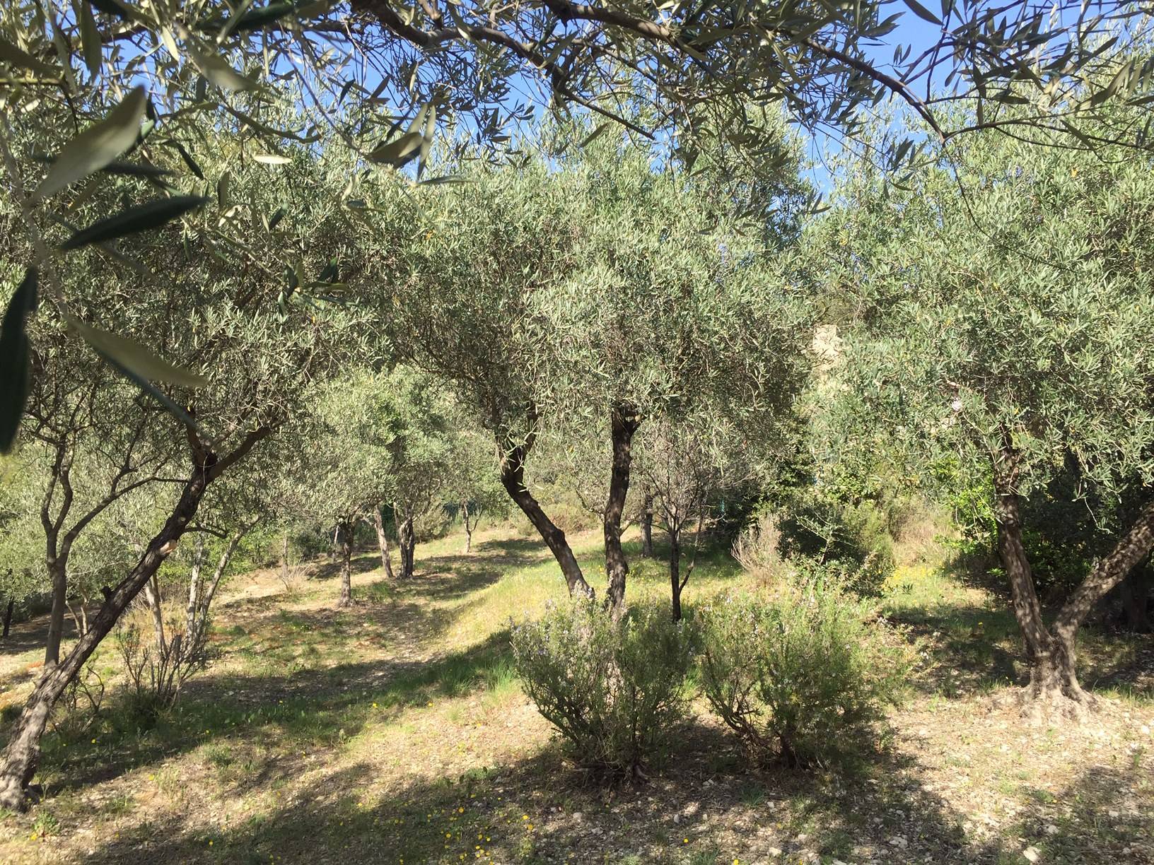 lourmarin immobilier