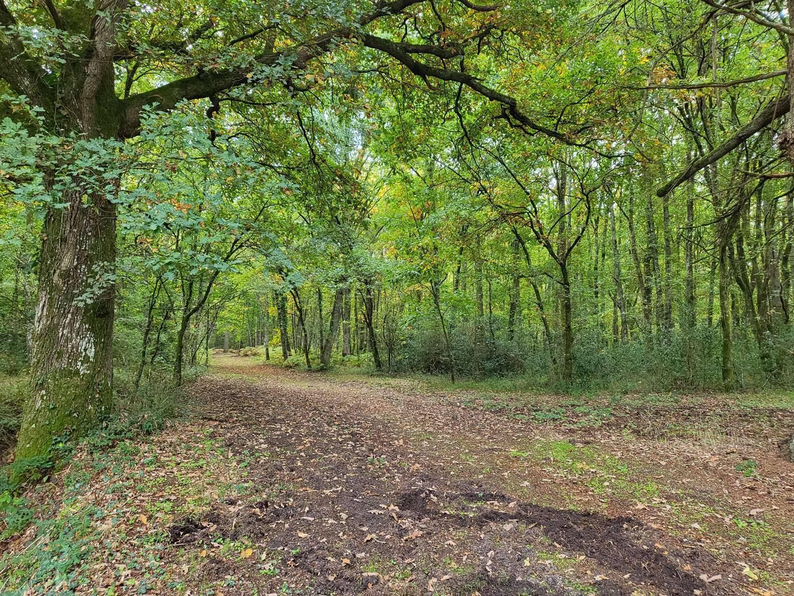 propriété de chasse sologne