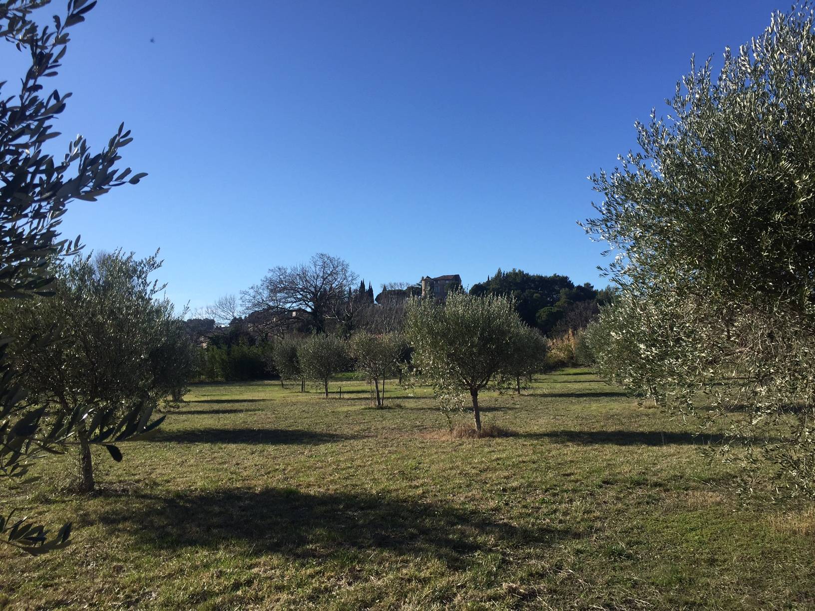 Propriété à vendre à Roaix dans le Vaucluse avec son oliveraie