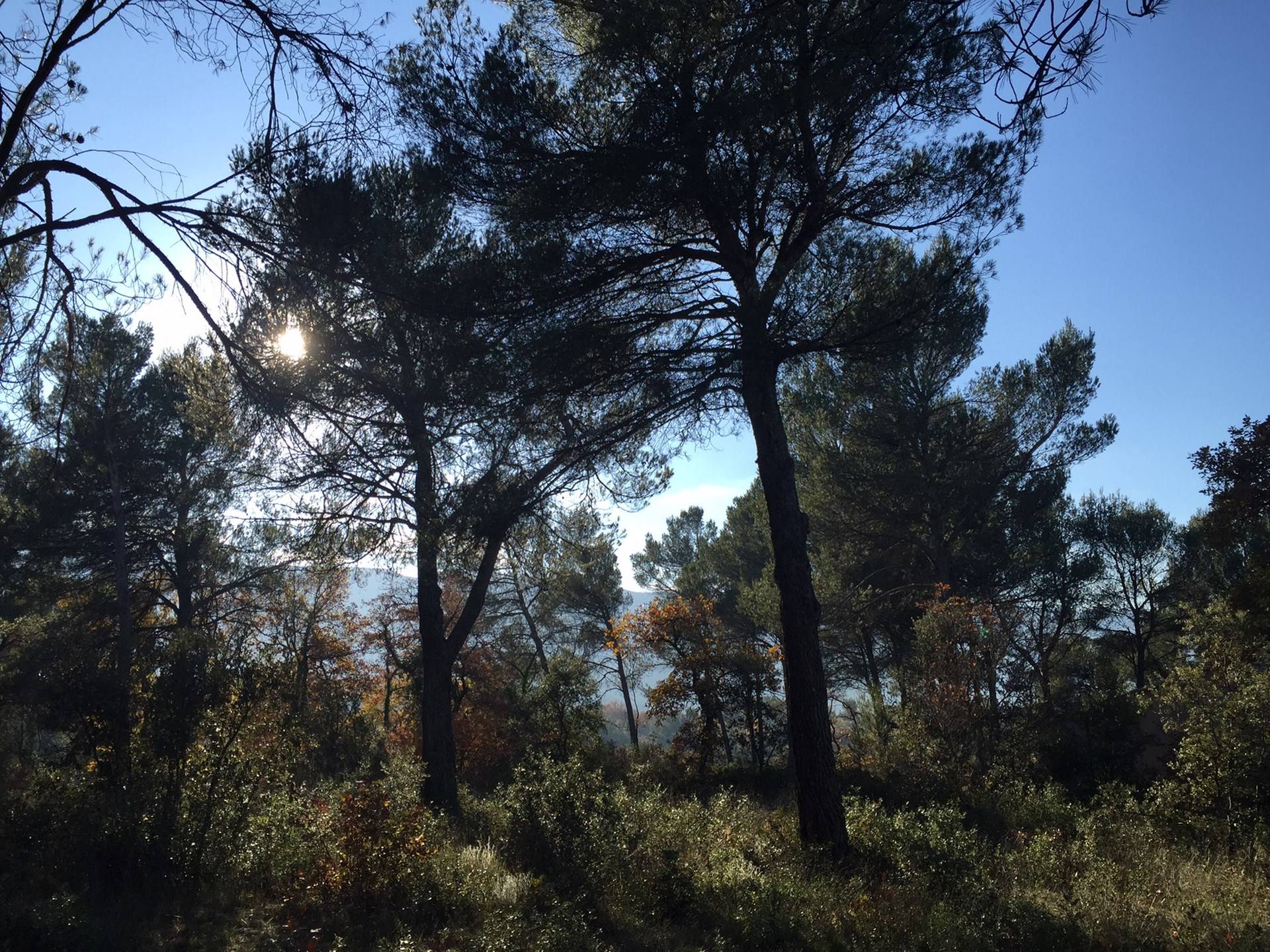 Terrain constructible à vendre à Menerbes