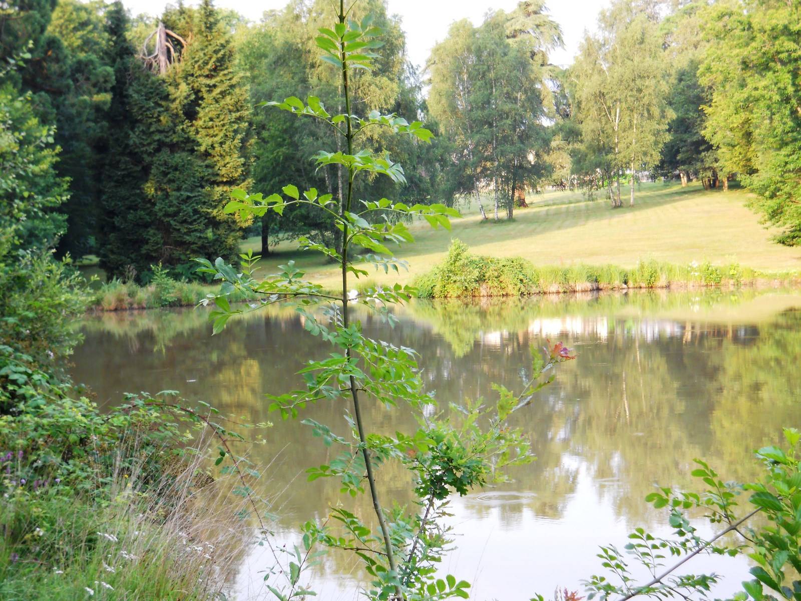 Parc du chateau et son étang à vendre en Sologne