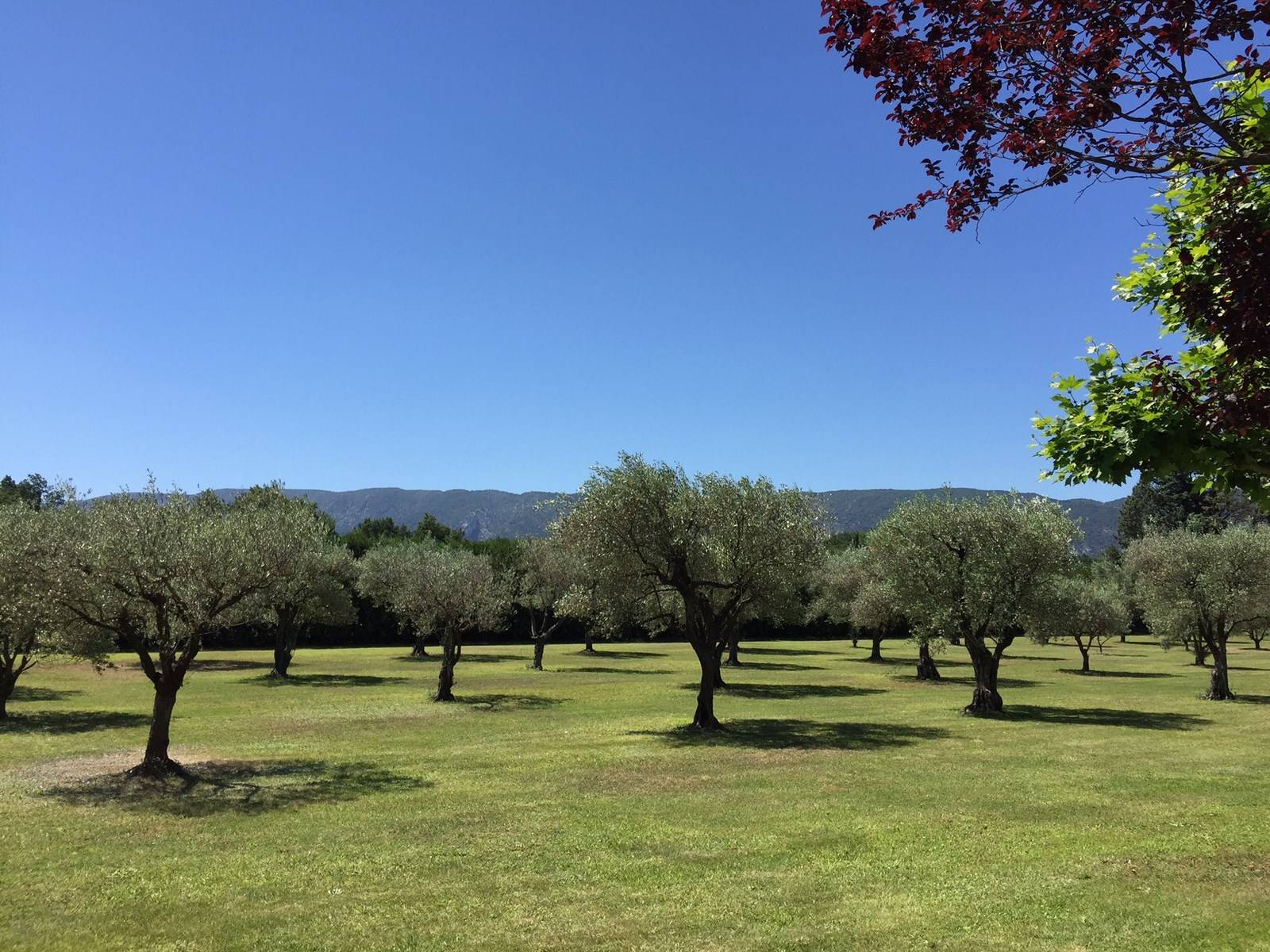 Bastide à vendre avec vignes et oliviers