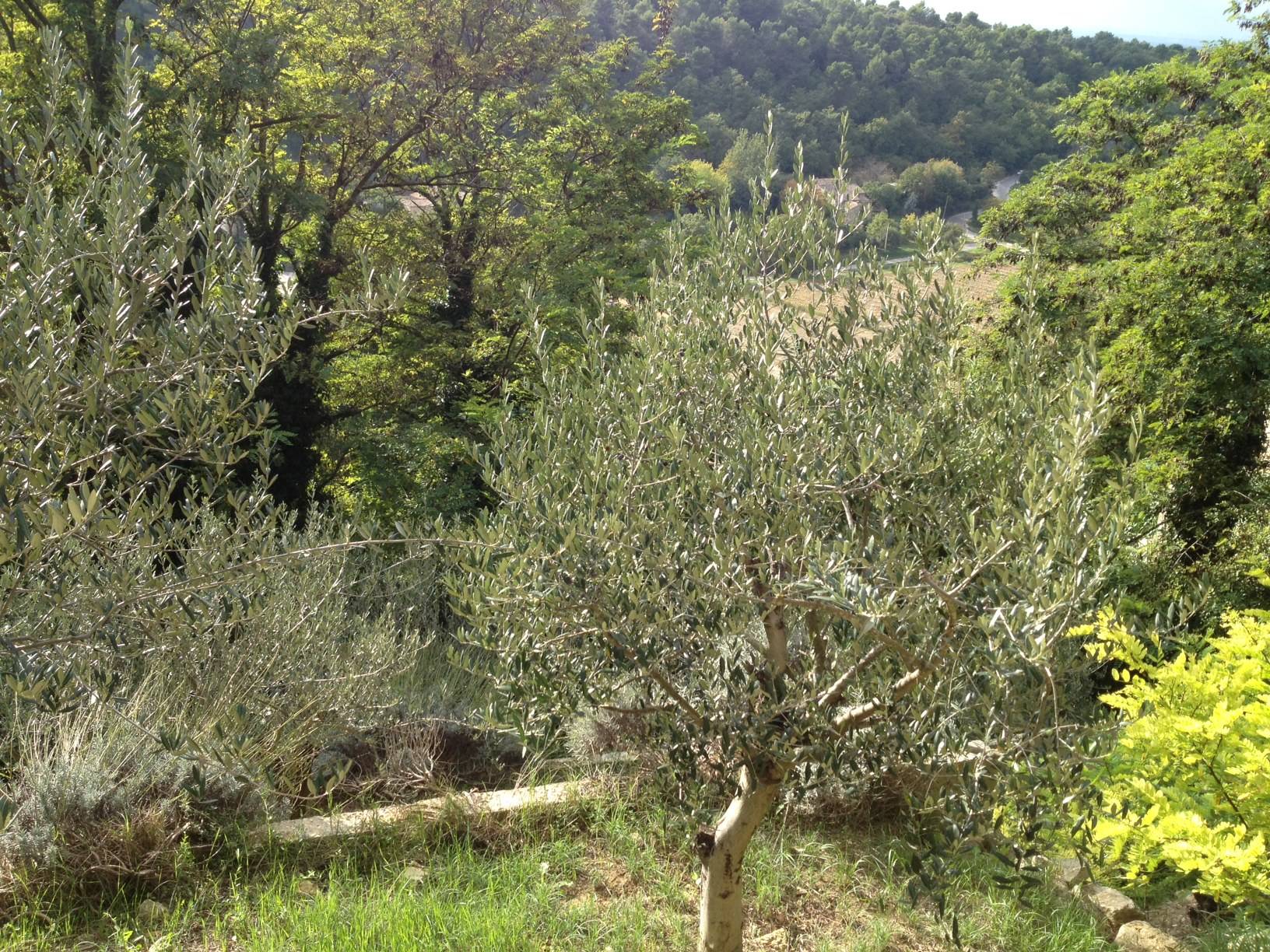 Propriété en vente à Menerbes avec jardin en restanques exposé plein sud