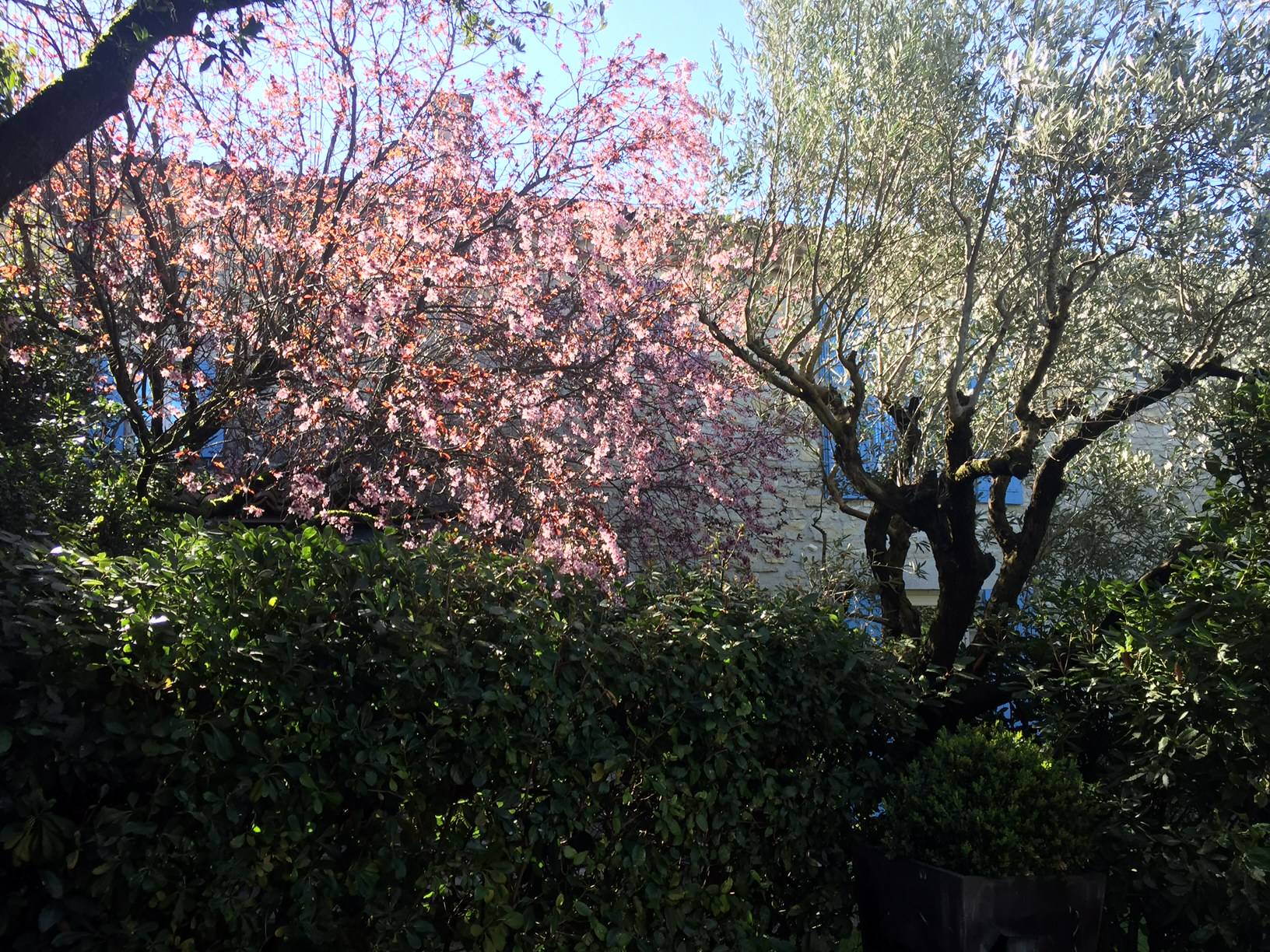 Maison en pierre avec jardin arboré et piscine à vendre près de Vaison la Romaine