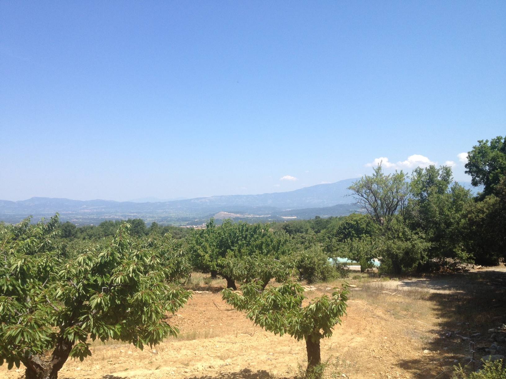 Oliveraie à la vente dans un site d'exception