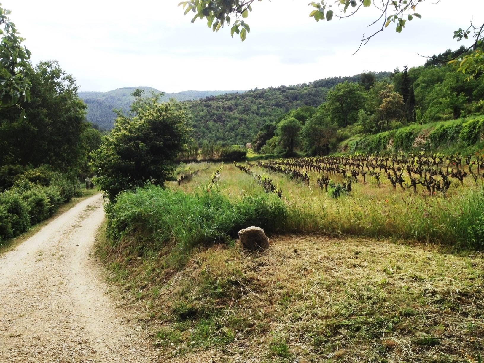 mas au milieu des vignes près du village de Menerbes