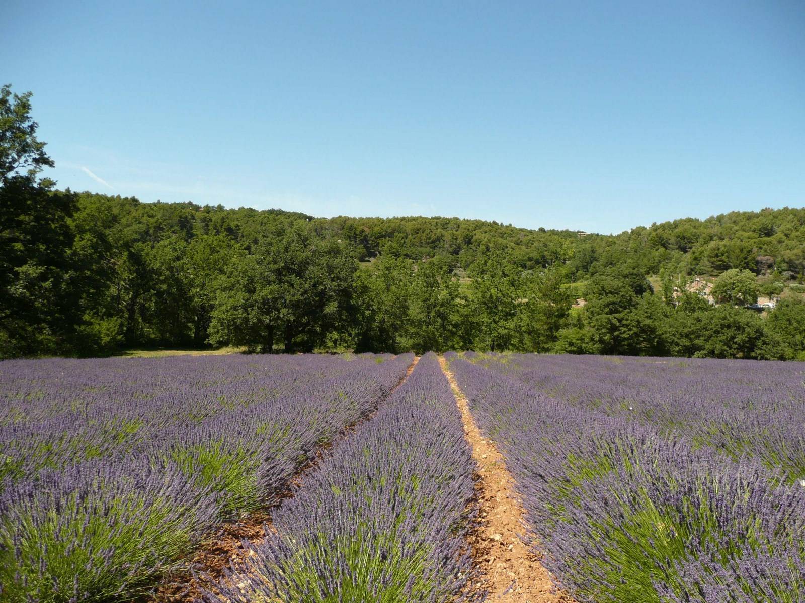 Lacoste Mas à vendre avec champs de lavande