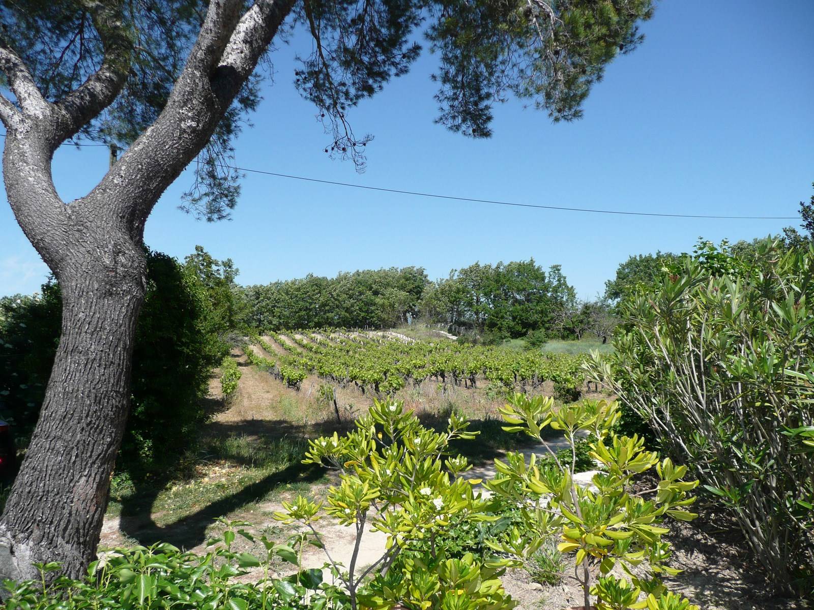 Mas en pierre à vendre au milieu des vignes à Goult