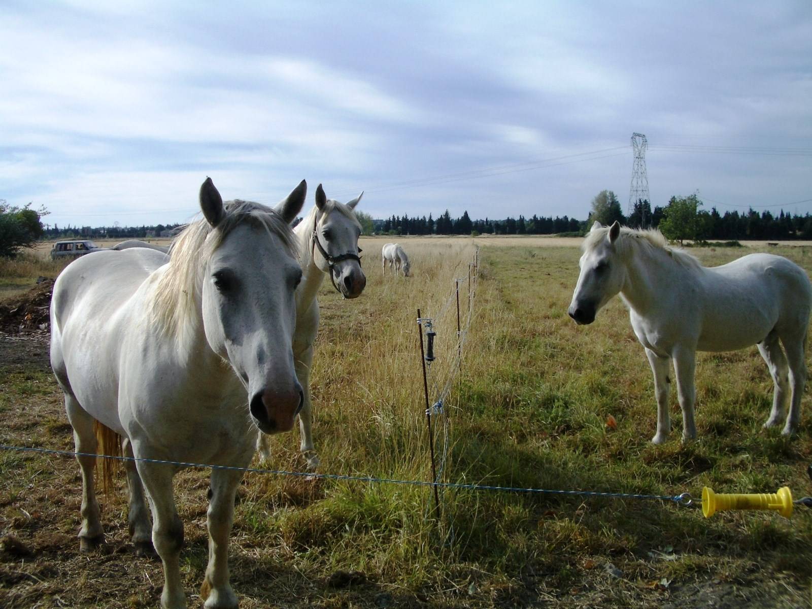 Mas restauré à vendre aux portes de la Camargue