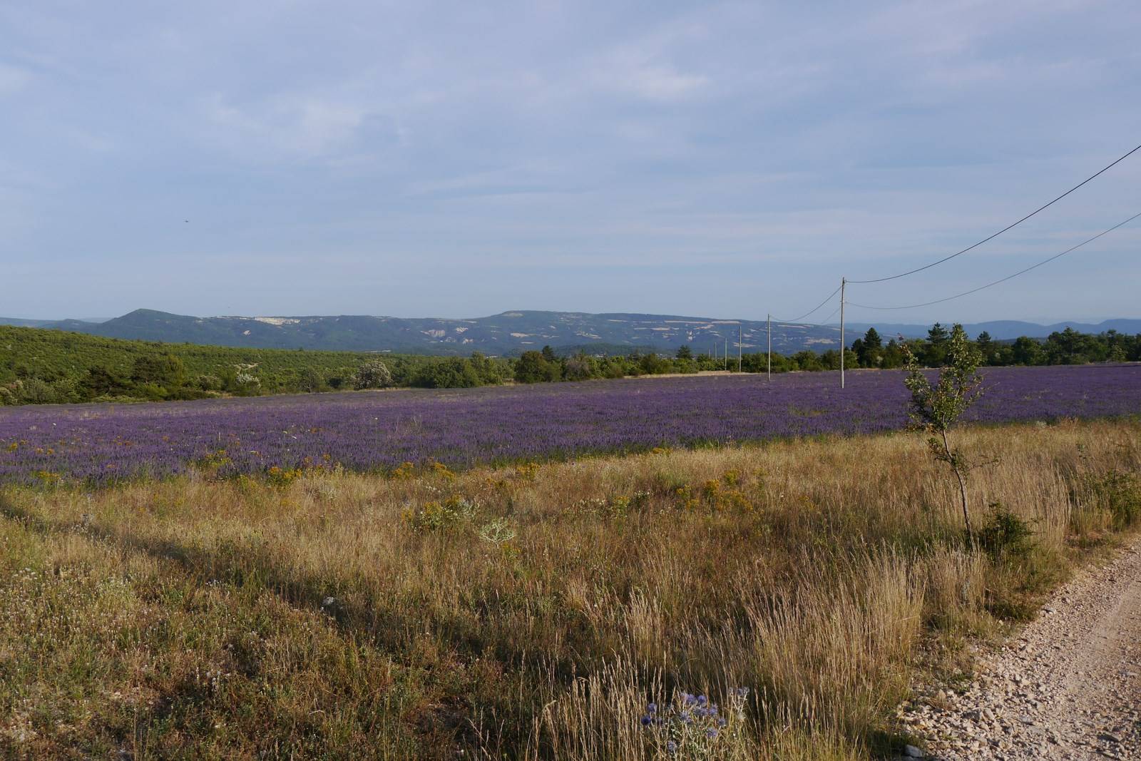 agence immobilière simiane la rotonde