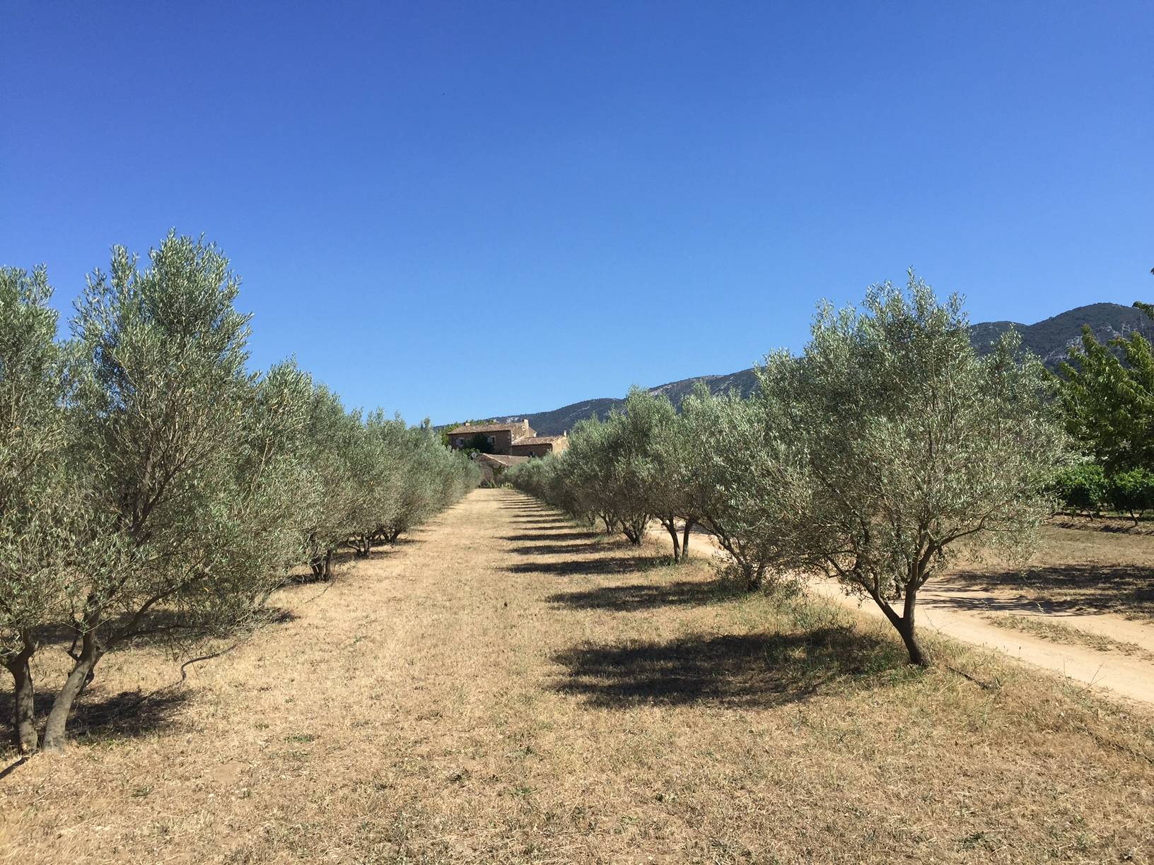 Oliveraie à la vente dans le Luberon