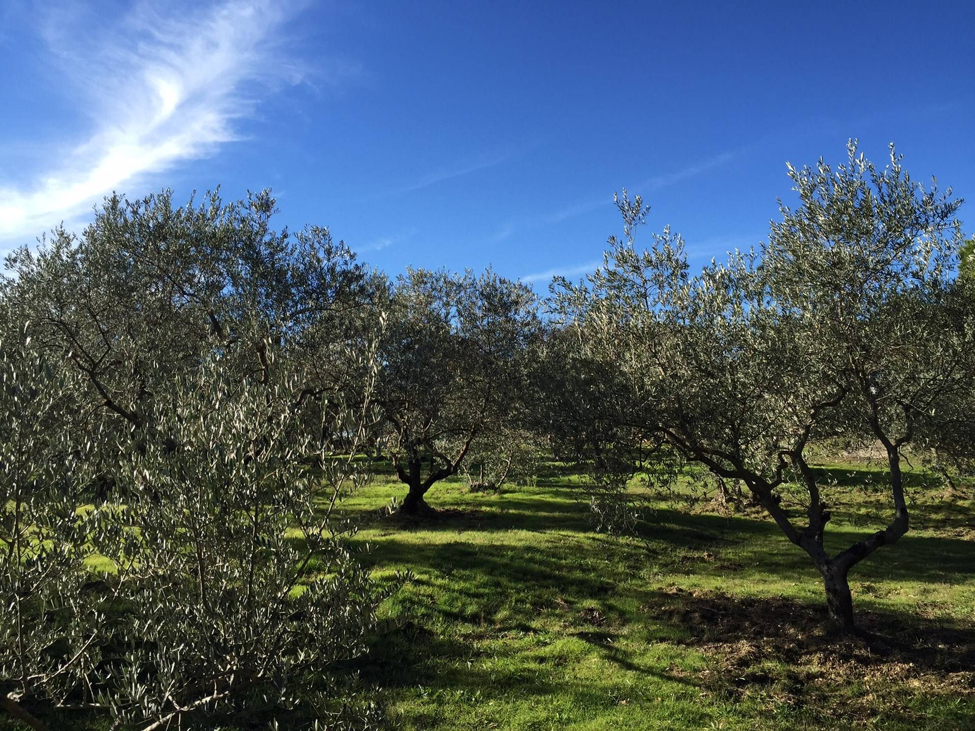 Maison de plain-pied en pierre à vendre à Gordes avec son oliveraie