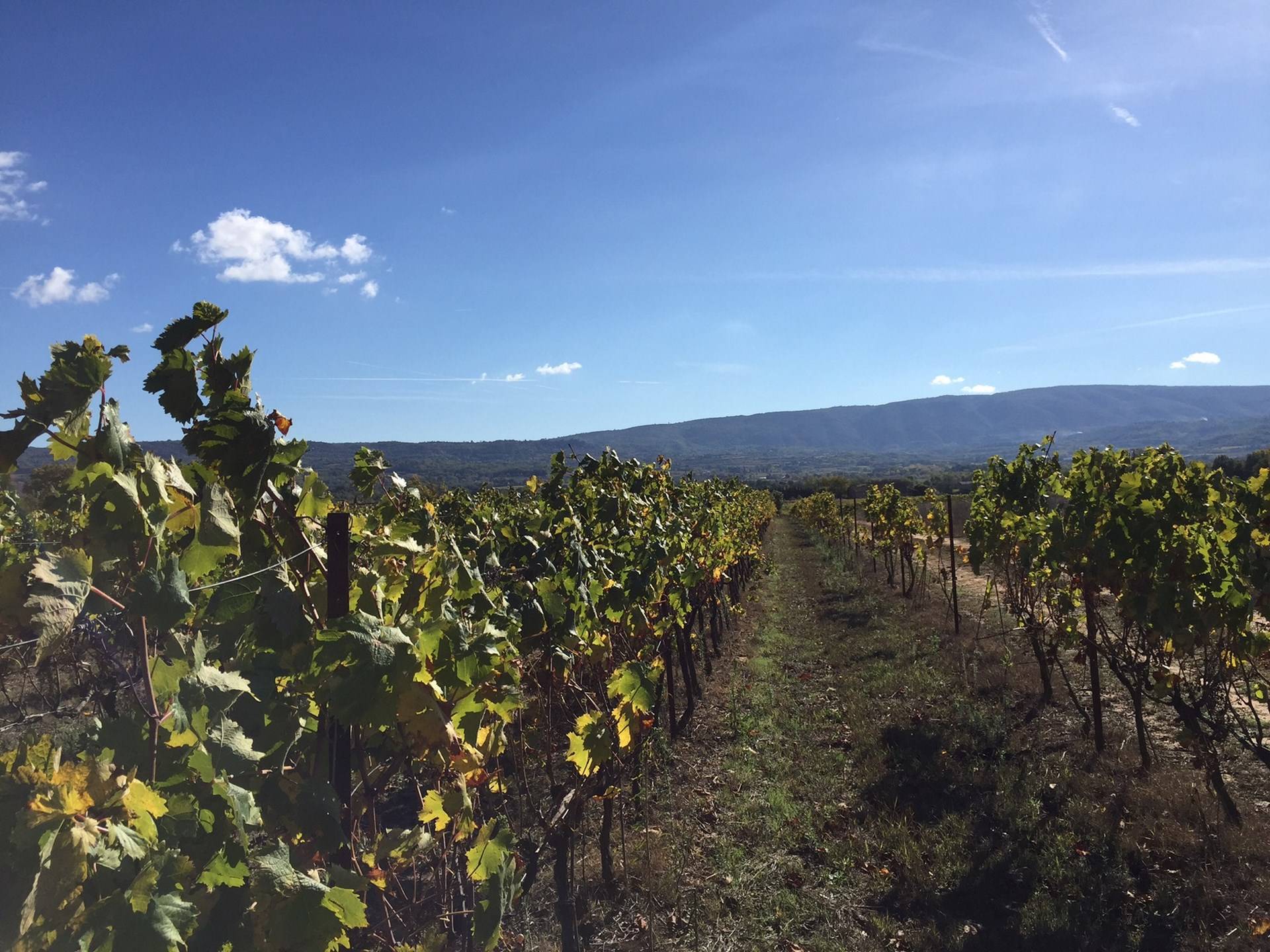 Domaine viticole à la vente par l'agence immobilière du luberon