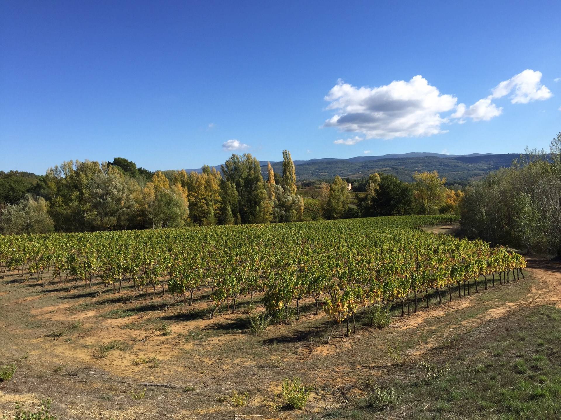 Vignoble à vendre à Bonnieux