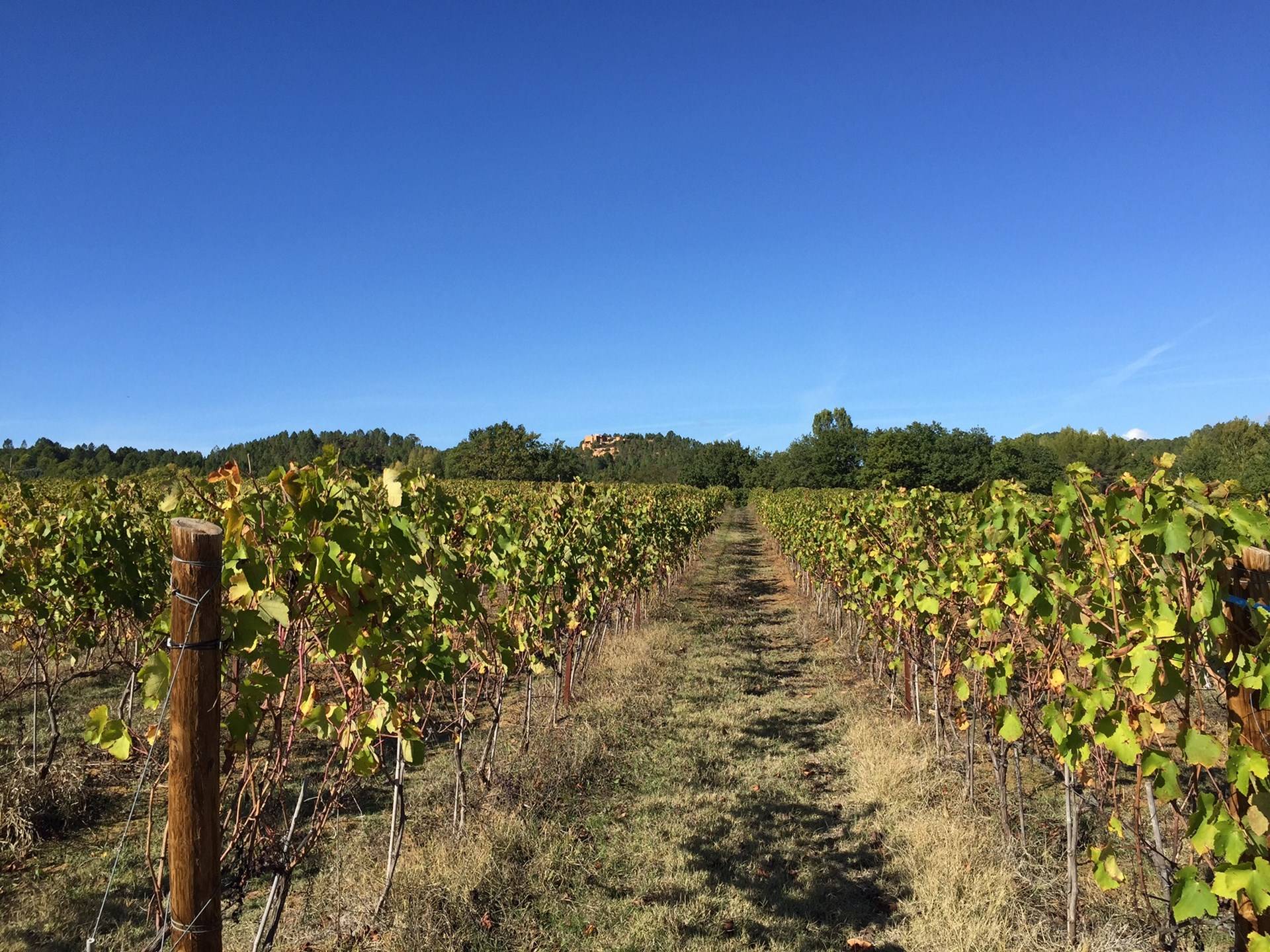 Bonnieux domaine viticole à la vente