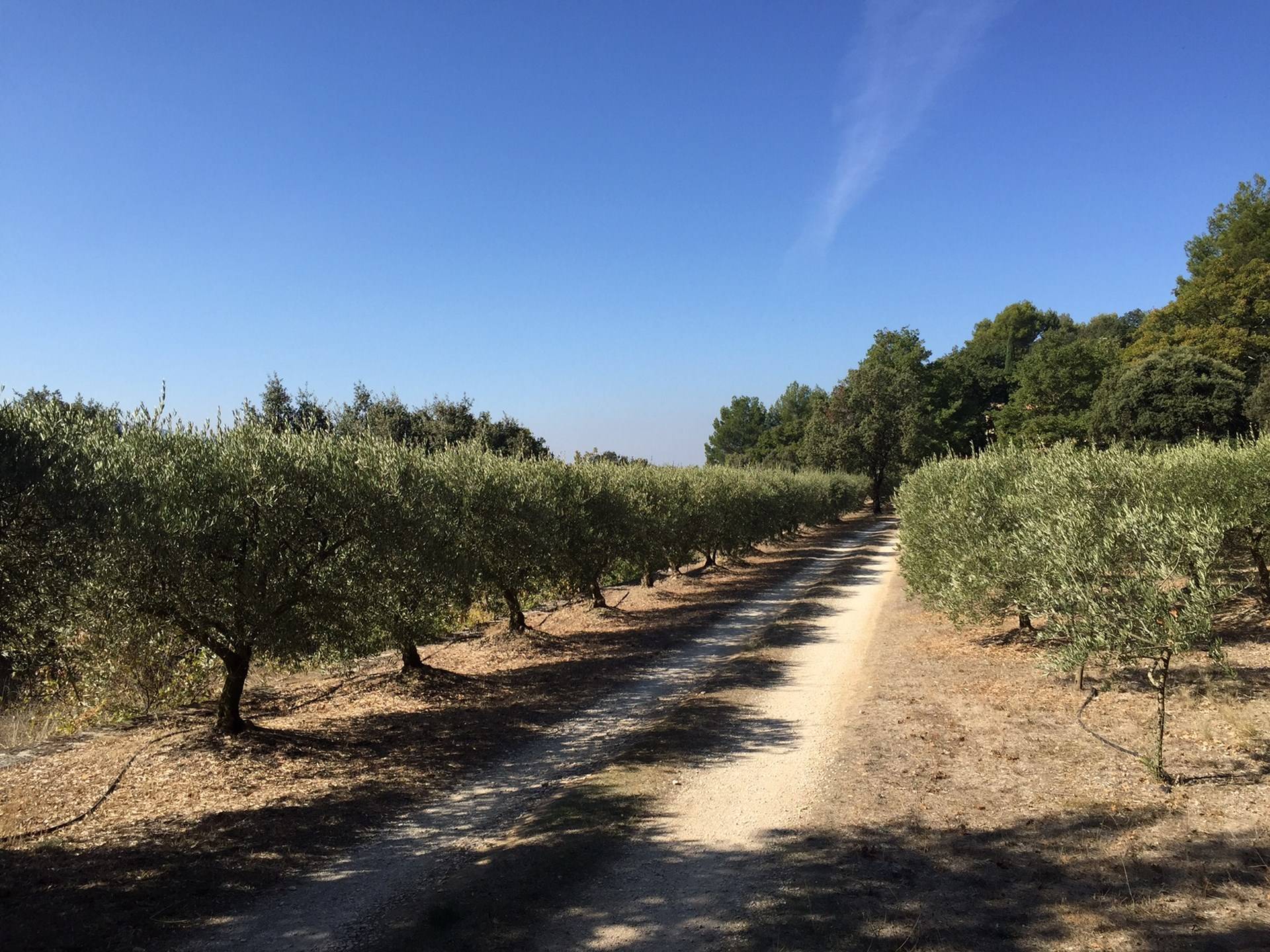 Propriété proche de Menerbes avec son oliveraie