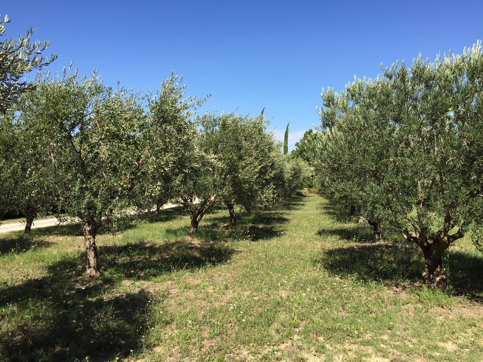 immobilier à vendre à Oppède