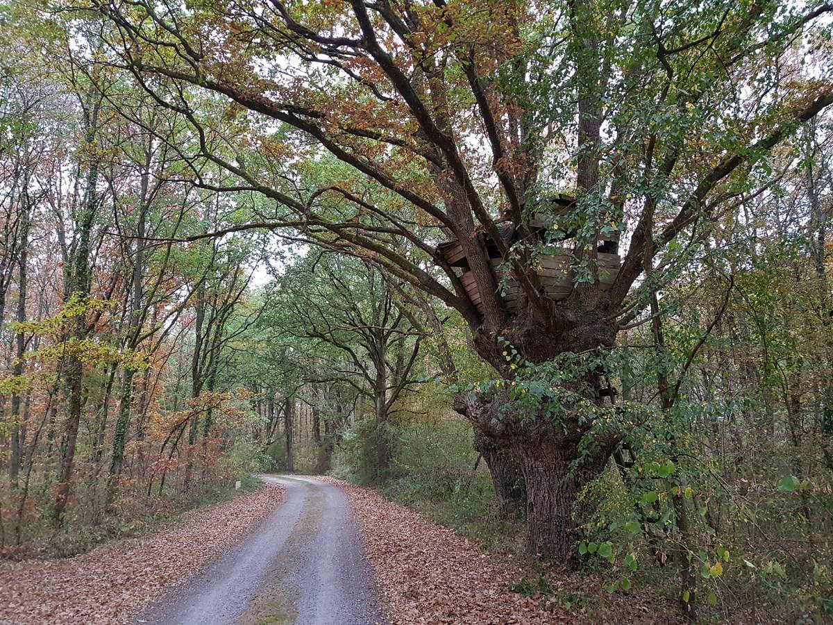 Acheter une chasse en Sologne
