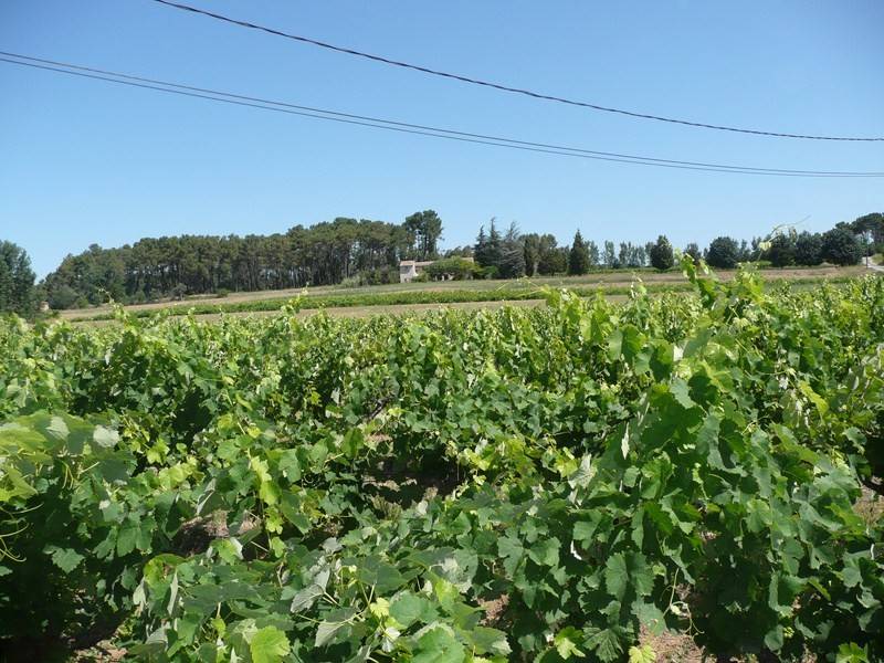 Mas ancien à restaurer à vendre près de Roussillon avec vignes, pinède et vue panoramique