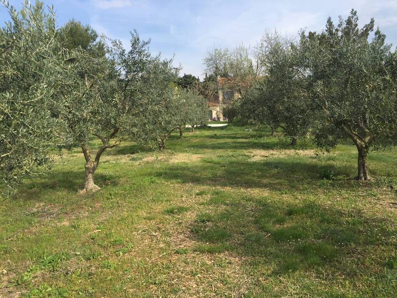 Mas ancien restauré à vendre à Pernes les Fontaines avec son oliveraie