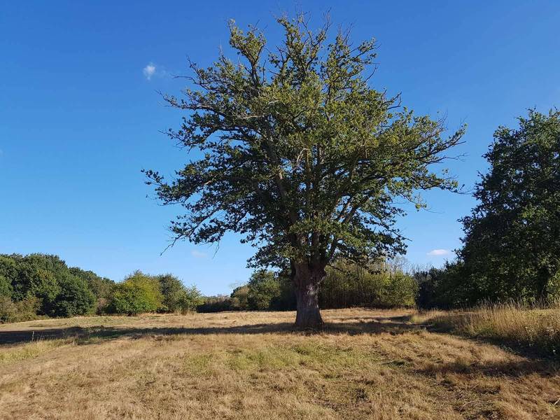 chasse sologne immobilier