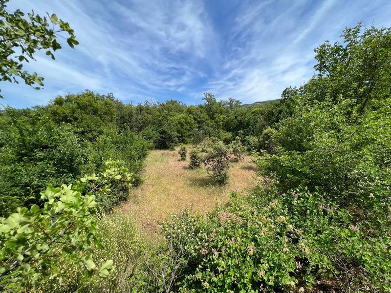 truffière du luberon