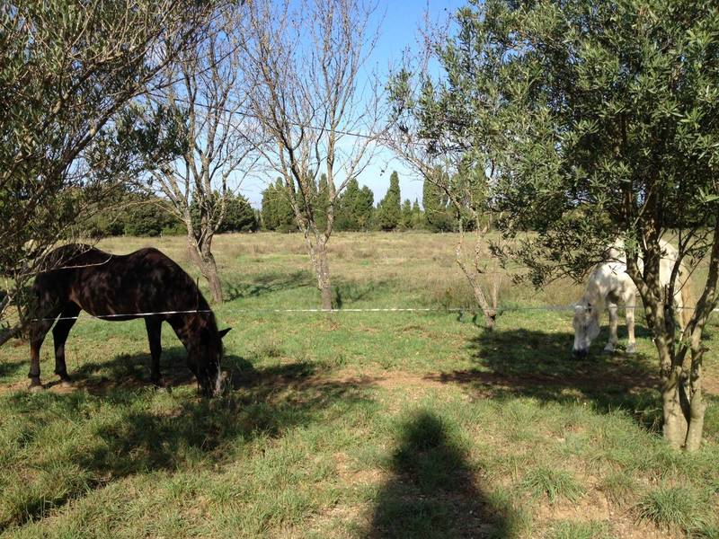 Acheter un mas à saint remy de provence