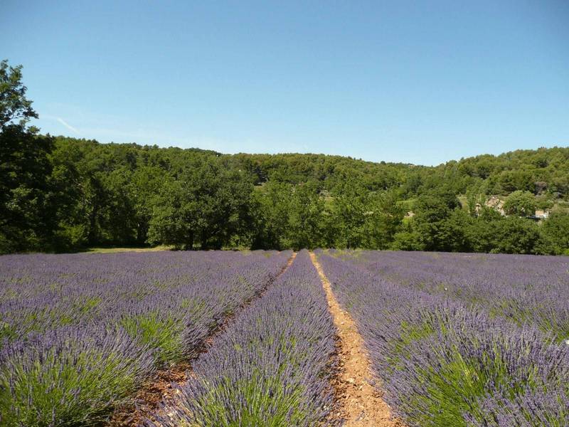 Lacoste Mas à vendre avec champs de lavande