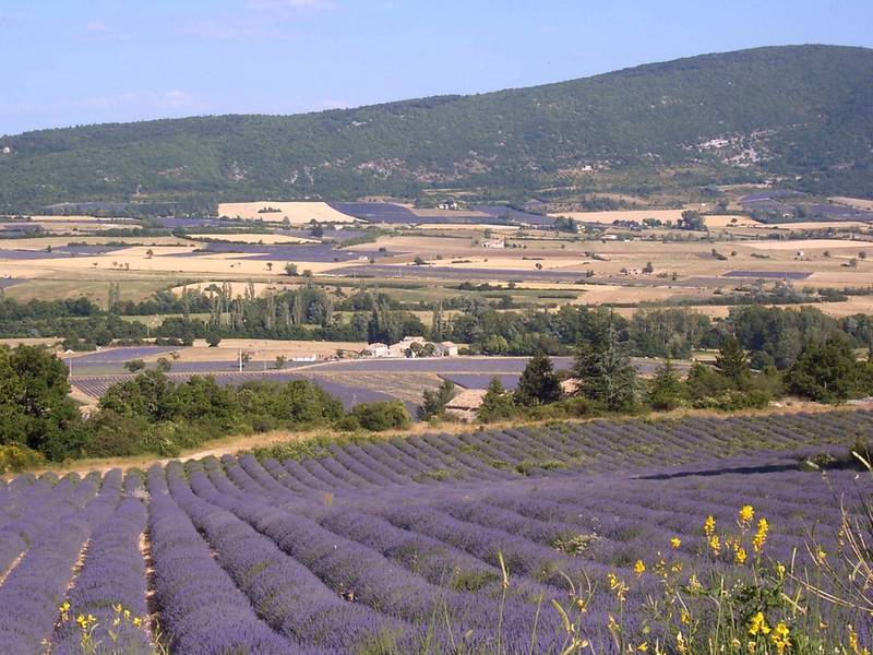 Mas ancien actuellement exploité en gites et chambres d'hotes au milieu des champs de lavande