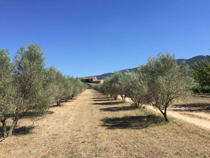 Oliveraie à la vente dans le Luberon