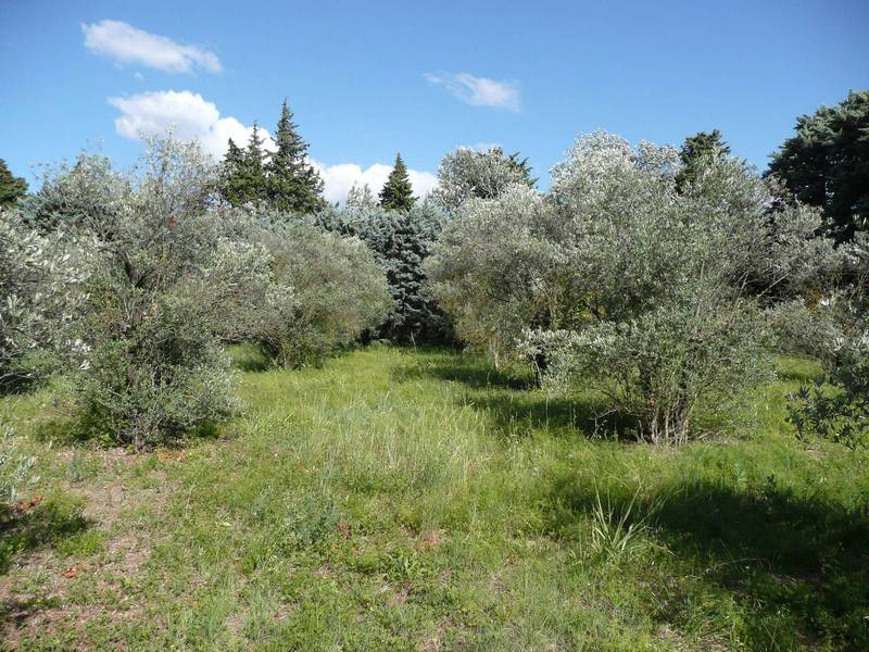 Avignon  mas à vendre avec oliveraie
