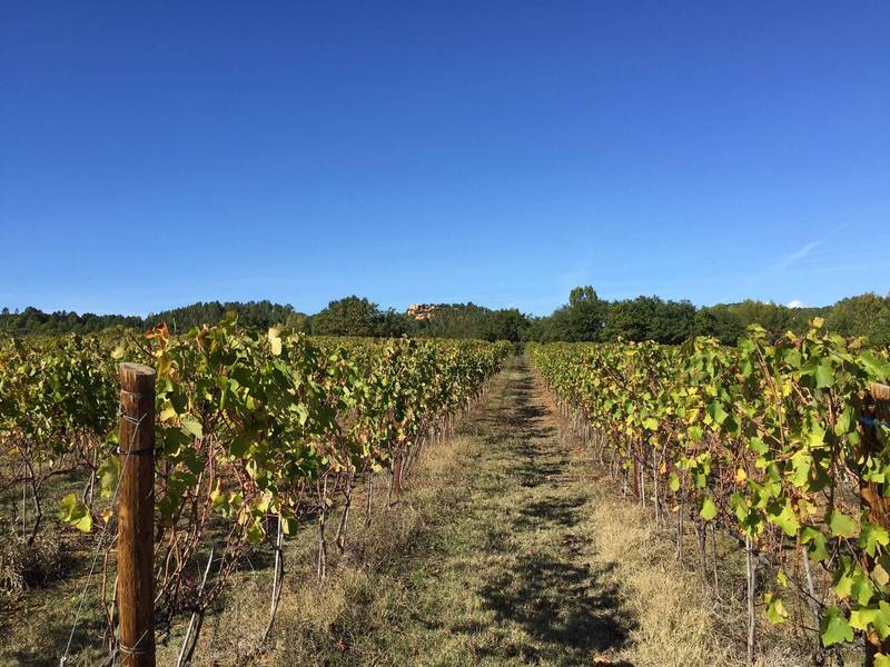 Bonnieux domaine viticole à la vente