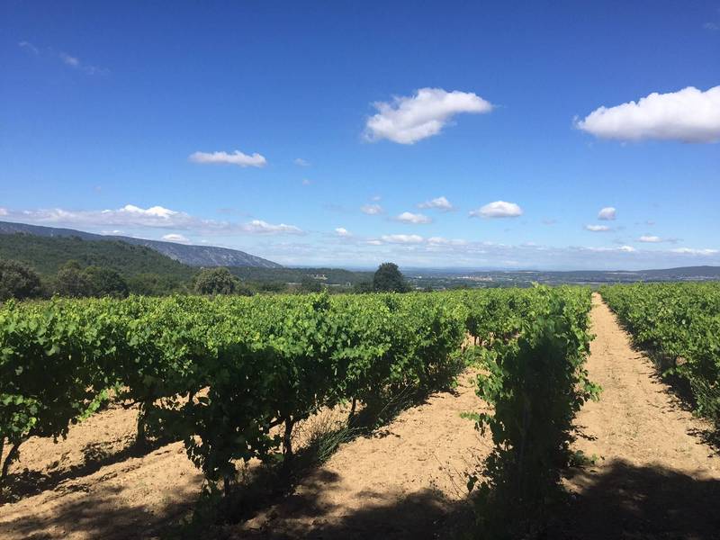 Maison de hameau à Menerbes avec 2 hectares de vignes
