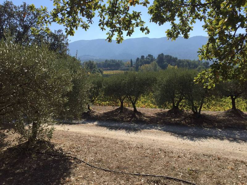Au milieu des oliviers face au Luberon maison en pierre à la vente