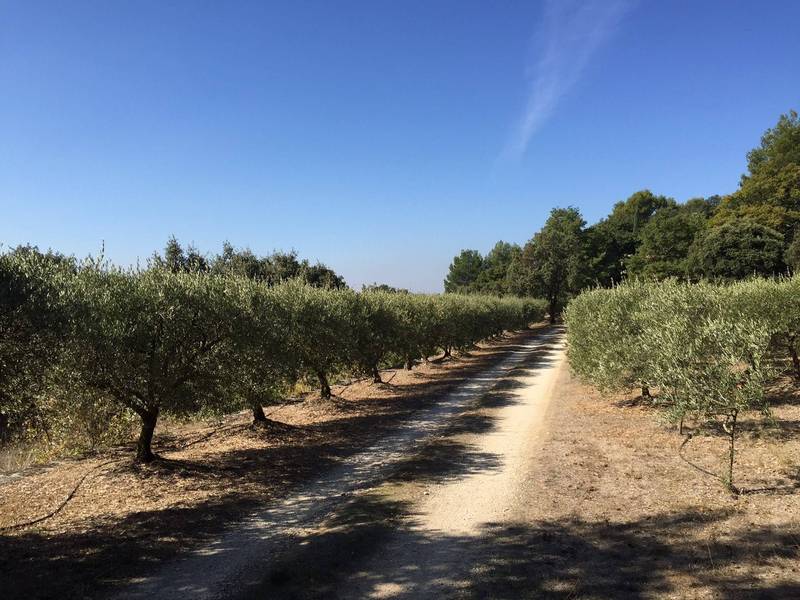 Propriété proche de Menerbes avec son oliveraie