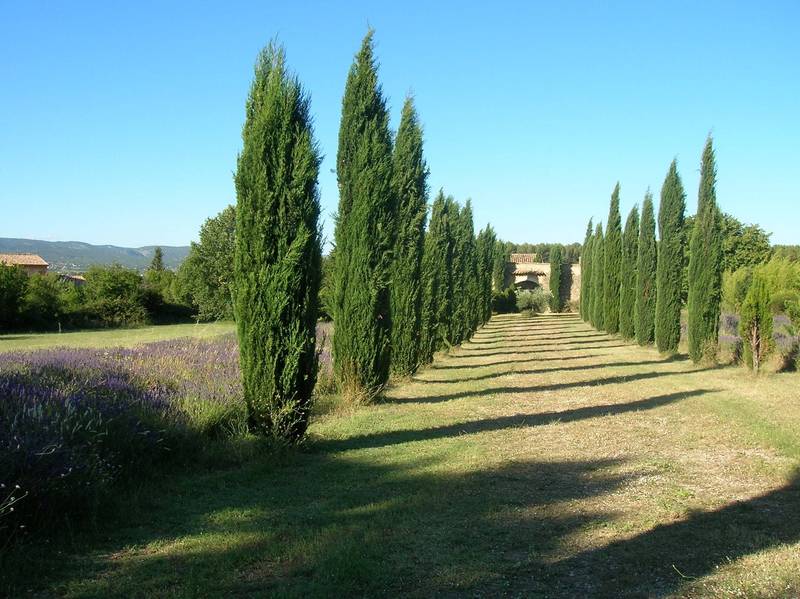 Mas ancien à la vente au coeur du Luberon